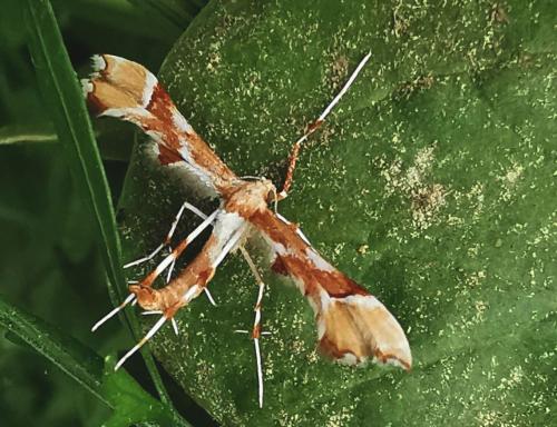 Réf. 330 127 : Cnaemidophorus rhododactyla